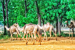 Dromedary, stroll