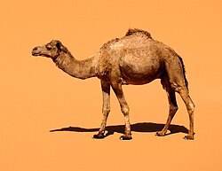 Dromedary, domestic merzouga