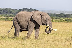 African elephant, bush masai mara