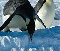 Emperor penguin, snow hill island luyten de hauwere