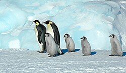 Emperor penguin, snow hill island luyten de hauwere