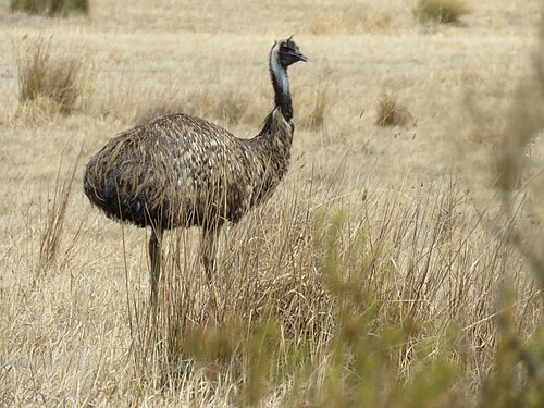 Emu, boundary stokes national park january