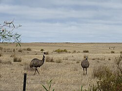 Emu, boundary stokes national park january