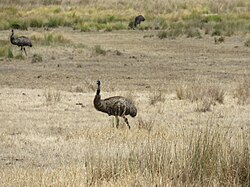 Emu, boundary stokes national park january
