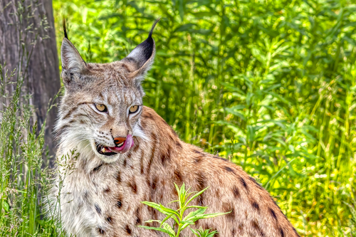 Eurasian lynx (Lynx lynx)