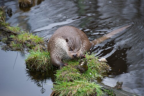 Eurasian otter (Lutra lutra), european