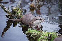 Eurasian otter, european