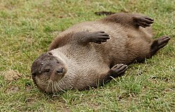Eurasian otter, pose