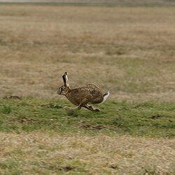 European brown hare