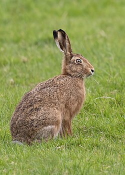 European brown hare