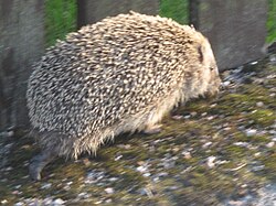 European hedgehog (Erinaceus europaeus), sweden