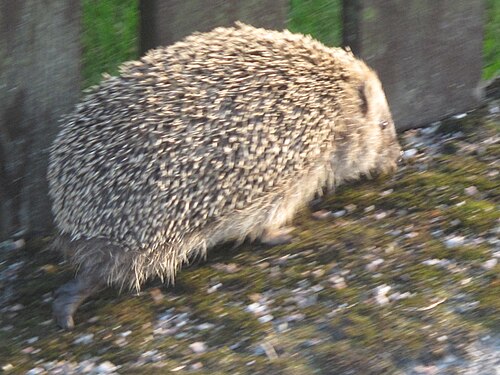 European hedgehog, sweden