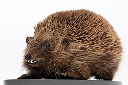 European hedgehog