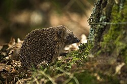 European hedgehog, west