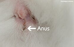 European rabbit, anus