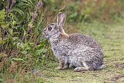 European rabbit, skomer