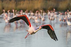 Greater flamingo, flight camargue giles laurent
