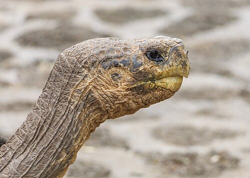 Galápagos tortoise, giant head profile hoodensis