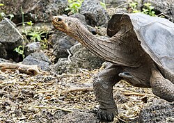 Galápagos tortoise, giant moving hoodensis