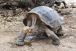 Galápagos tortoise, giant hoodensis
