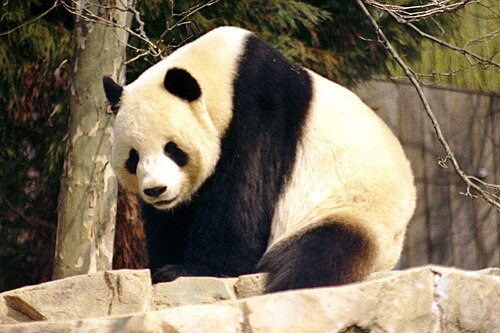 Giant panda