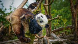 Giant panda, acrobatics