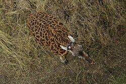 Giraffe, serengeti national park
