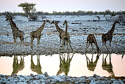 Giraffe, group