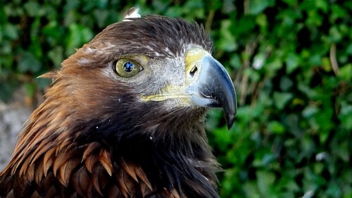 Golden eagle (Aquila chrysaetos), aigle royal château de beaucens