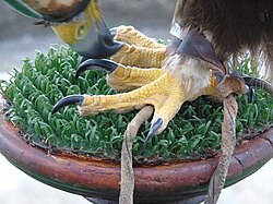 Golden eagle, betanzos