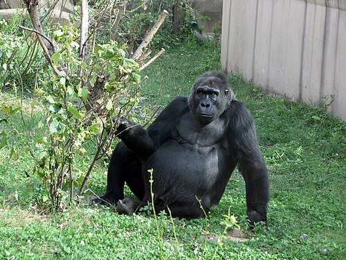 Gorilla