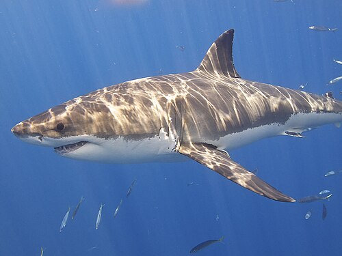 Great white shark (Carcharodon carcharias)