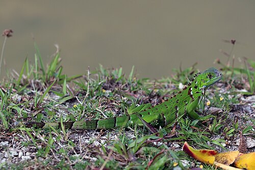 Green iguana (Iguana iguana), juvenile