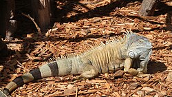 Green iguana, loroparquetenerife