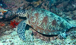 Green sea turtle