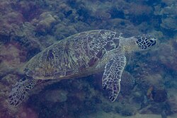 Green sea turtle, tortuga verde anilao filipinas dd