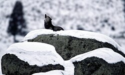 Grey wolf, howling glacial erratic