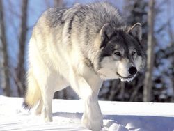 Grey wolf, 265b