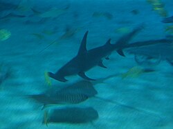 Great hammerhead shark (Sphyrna mokarran)