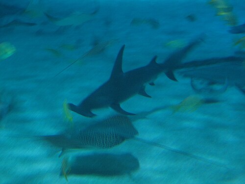 Great hammerhead shark