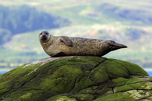 Harbour seal (Phoca vitulina), common