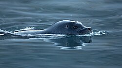 Harbour seal, harbor magdalen fjord svalbard