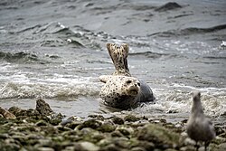 Harbour seal, harbor puget sound washington