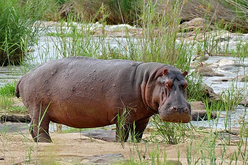 Hippopotamus (Hippopotamus amphibius), hippo