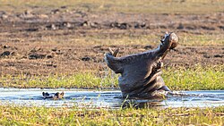 Hippopotamus, hipopótamos parque nacional de chobe botsuana dd