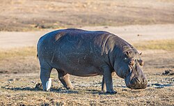 Hippopotamus, hipopótamo parque nacional de chobe botsuana dd
