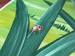Western honey bee, september sarah stierch