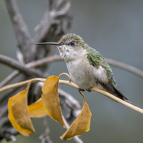 Ruby-throated hummingbird, ruby throated female palopo