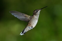Ruby-throated hummingbird, juvenile male ruby throated