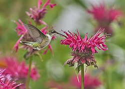 Ruby-throated hummingbird, ruby throated bafflin sanctuary pd204642